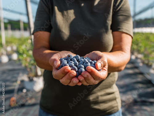 Crop farmer showing handful of blueberries
