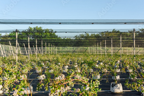 Rows of potted shrubs on farm photo