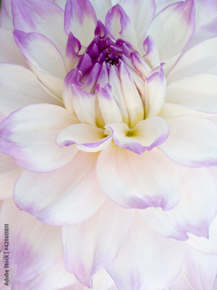 USA, Oregon, Canby, Clackamas County. Macro of a dahlia variety. USA, Oregon, Canby, Clackamas County. Macro of a dahlia variety.