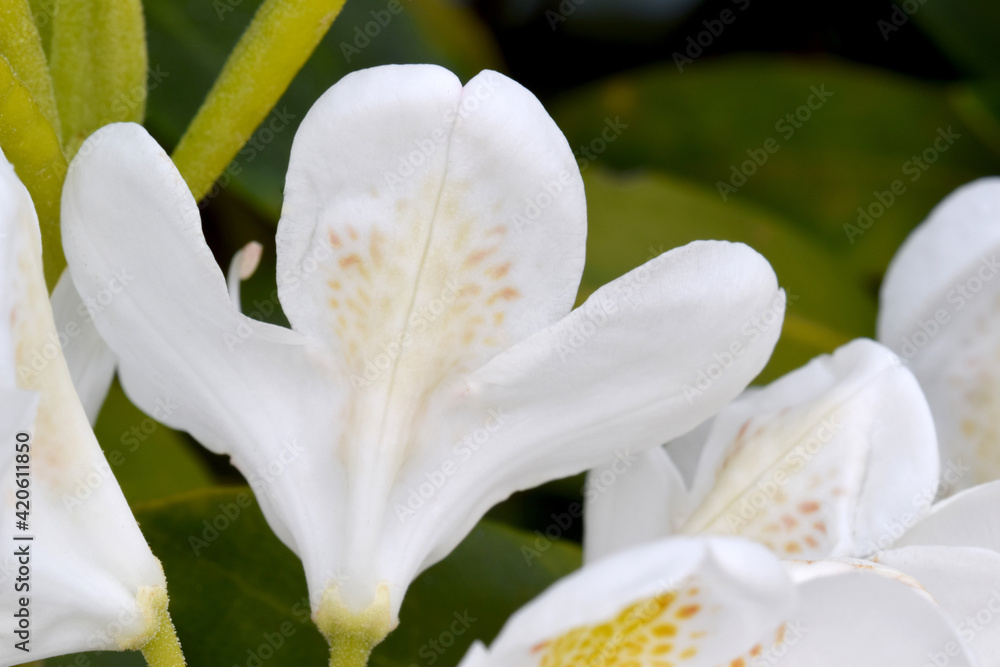 Fototapeta premium Backside Rhododendron