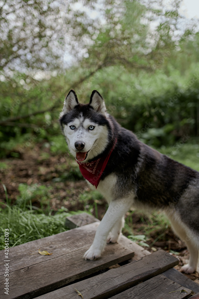 beautiful portrait of a husky dog. Siberian husky with white eyes and a bandana around his neck on a leash beautiful portrait of a husky dog. Siberian husky with white eyes and a bandana around his neck on a leash