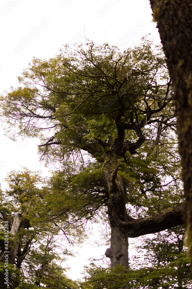 Fototapeta premium tree in spring