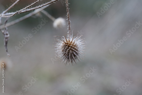 Distel Blume