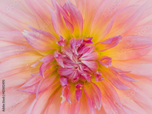 USA, Oregon, Canby, Clackamas County. Macro of a dahlia variety.