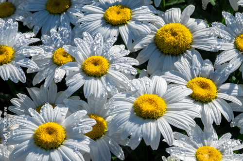White daisies  USA