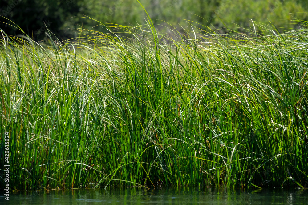 Obraz premium Grass along Deschutes River, Bend, Oregon, USA