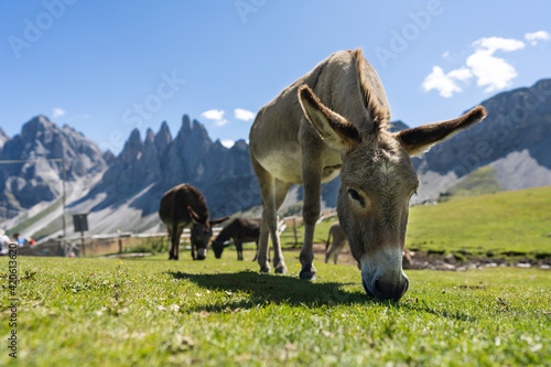 Donkeys on the Italian Dolomites, European Alps area