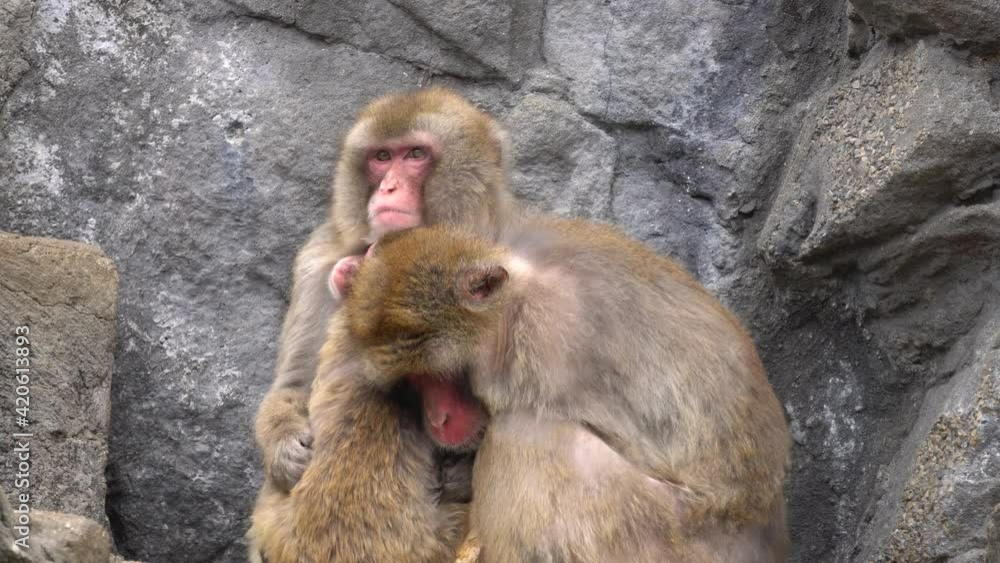 Japanese Monkeys Cuddling In The Cold - close up shot Japanese Monkeys Cuddling In The Cold - close up shot