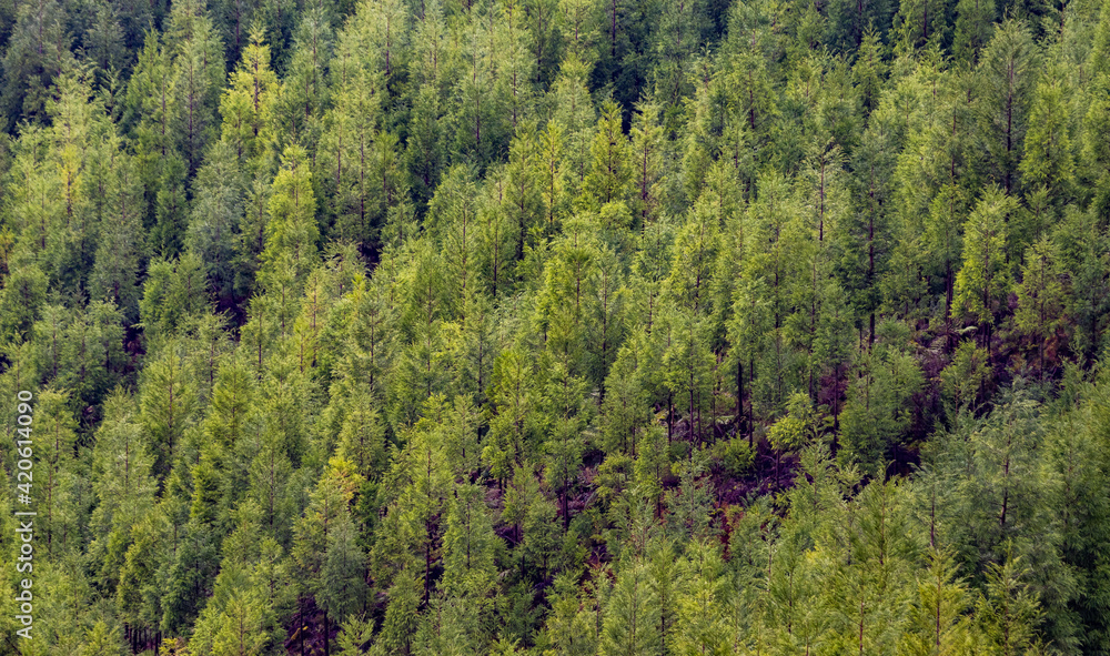 Japanese cedar at the Azores islands, green forest from above. Japanese cedar at the Azores islands, green forest from above.