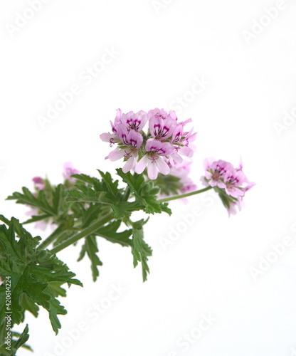 Pelargonium graveolens 'Lady Plymouth', Scented Geranium, Old Fashioned Rose Geranium flowers, on white background