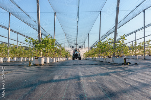 Anonymous man on tractor in hothouse photo