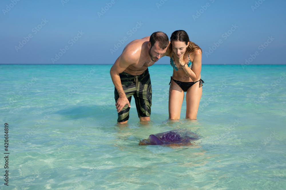 Crown jellyfish Maldives with a couple observing it Crown jellyfish Maldives with a couple observing it