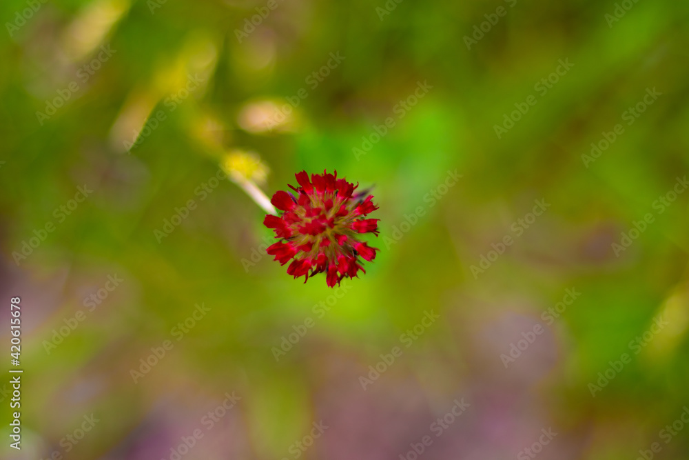 Red flower in field Red flower in field