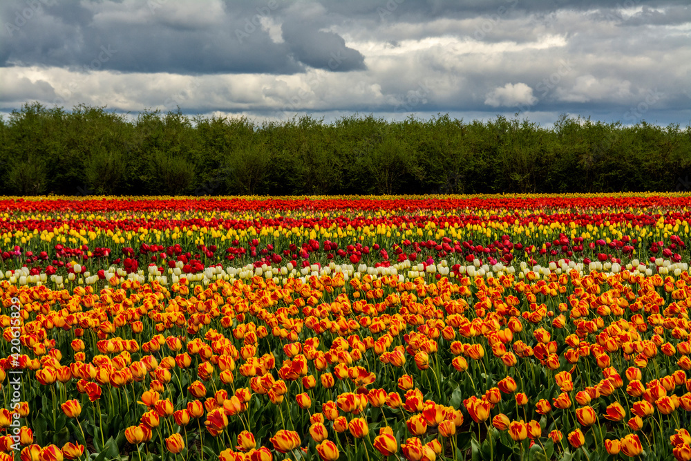 Tulip field with hazelnut trees.