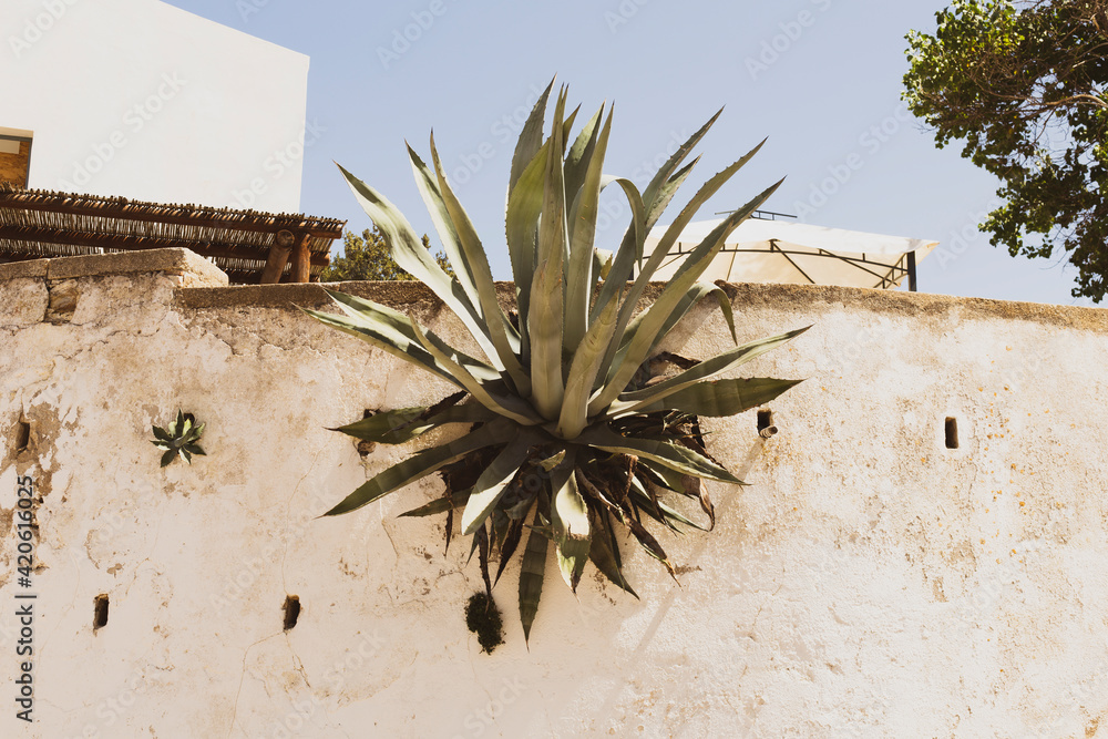 © Alessandra Desole/Stocksy - agave plant on wall