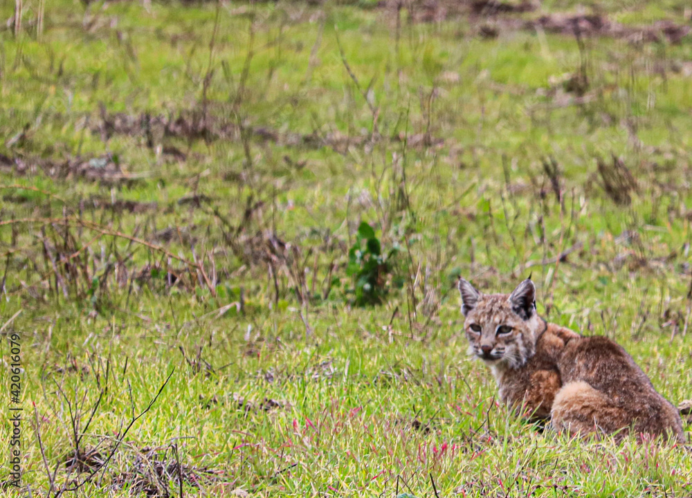 Obraz premium Bobcat