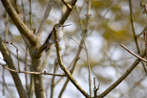 Lady Hummingbird Branch 02