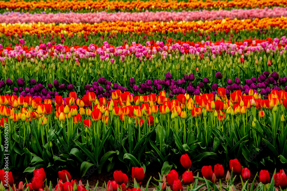 Tulip field in bloom. Tulip field in bloom.