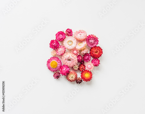 Φωτογραφία High angle view of pink and red strawflowers (everlasting paper daisies) on whit