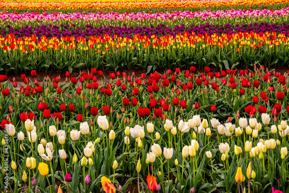 Fototapeta premium Tulip field, Tulip Festival, Woodburn, Oregon, USA. Colorful, Tulip field in bloom.
