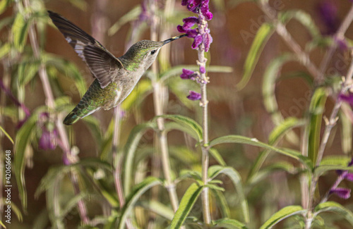 Photography Female Anna's Hummingbird