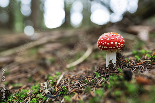 Amanita muscaria toxic mushroom in the undergrowth photo