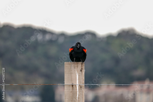 Red-Winged Blackbird on a Post