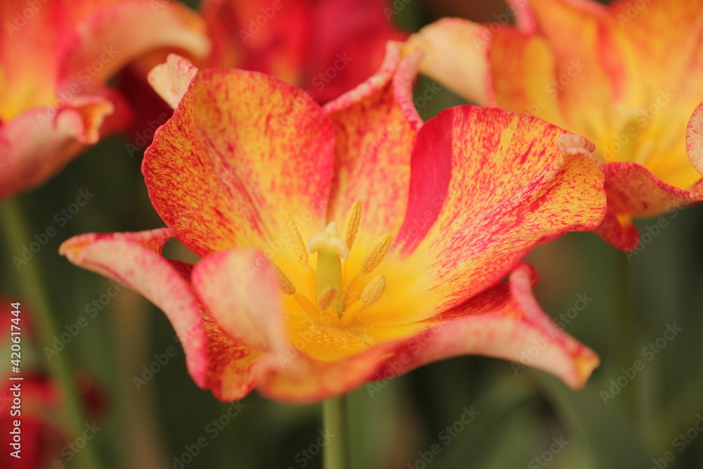 beautiful photo of tulips. unusual tulips. spring flowers. Tulips flowers close-up. garden spring nature.large buds of tulips.red yellow orange tulip.flower background.opened tulips growing in garden.