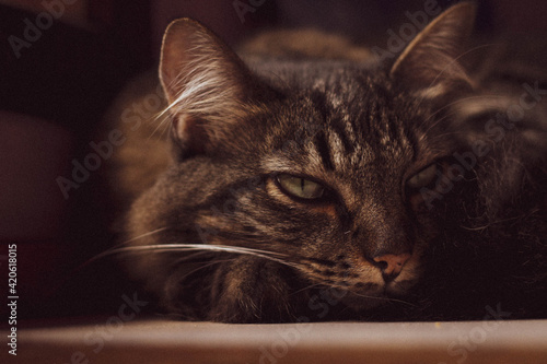 Gato marrom © Vitoria