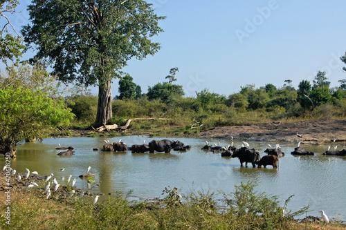 Asiatic buffaloes (water buffaloes) and egrets at waterhole, Uda Walawe National Park, Sri Lanka photo