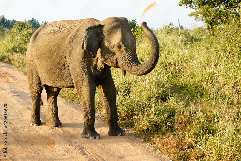Male Asian elephant on dusting itself on dirt track in Uda Walawe National Park, Sri Lanka