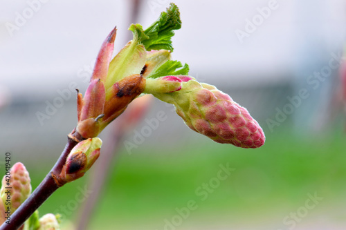 Red Currant Blossom Bud 01
