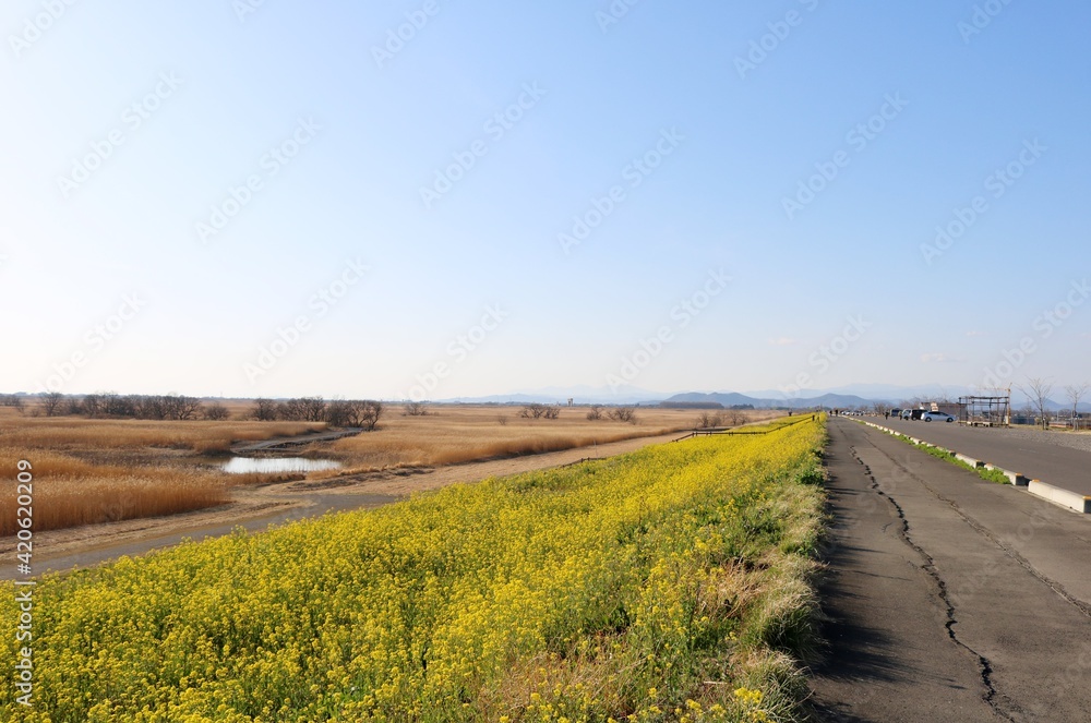 Naklejka premium 風景 春 菜の花 渡良瀬