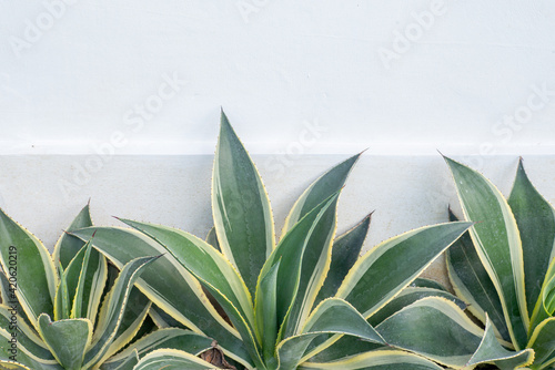 Green plant on white wall background
