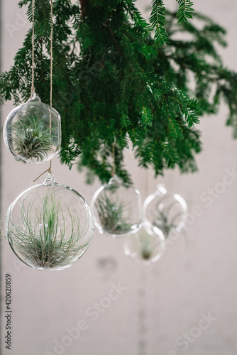 Glass baubles with air plants hanging on a Christmas branch photo