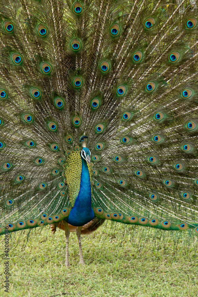 Obraz premium Male Indian blue peafowl (peacock) displaying his breeding plumage, Yala National Park, Sri Lanka