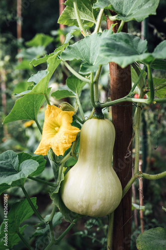 Food: Butternut pumpkin