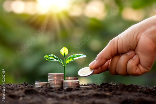 Tree with green leaves growing from coin and natural green background blurred finance and money management concept for SME.