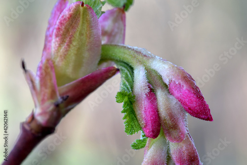 Pink Currant Floret 02