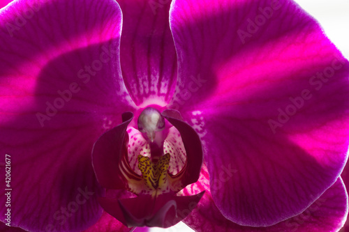 Usa, Oregon, Keizer, cultivated orchid. photo