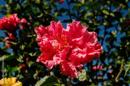 red rose bush