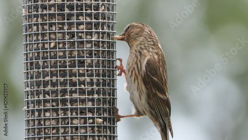 Lesser Redpoll feeding from a Feeder at bird table photo