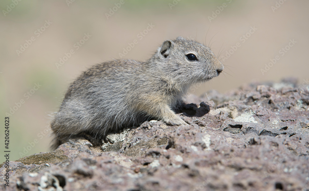 Young Belding's ground squirrel in Oregon. Young Belding's ground squirrel in Oregon.