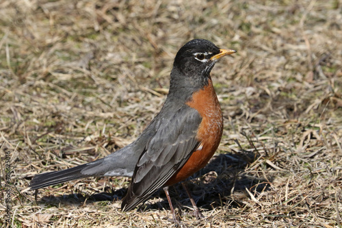 First robin of spring in parkland outdoors in early spring on freezing cold but sunny day 
