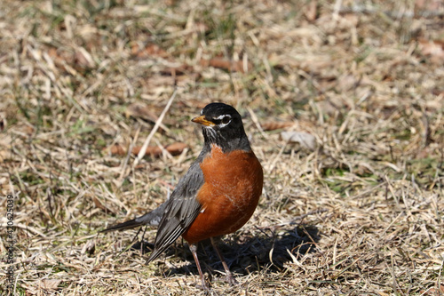 First robin of spring in parkland outdoors in early spring on freezing cold but sunny day 
