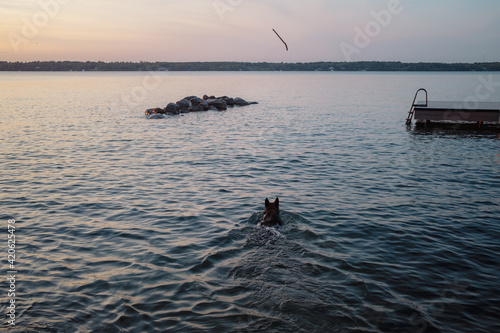 Dog retrieving a stick