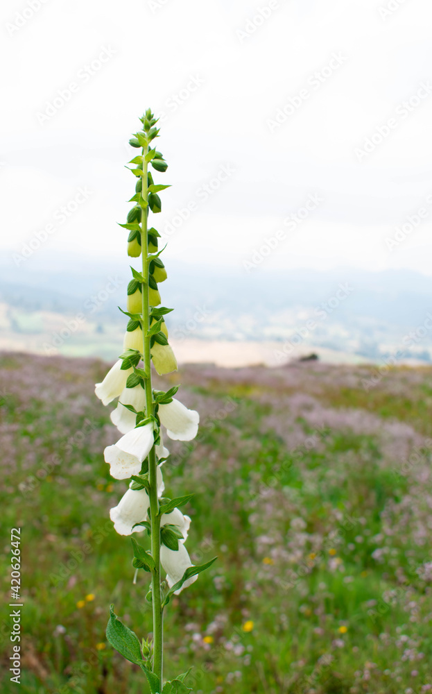 grass and flowers