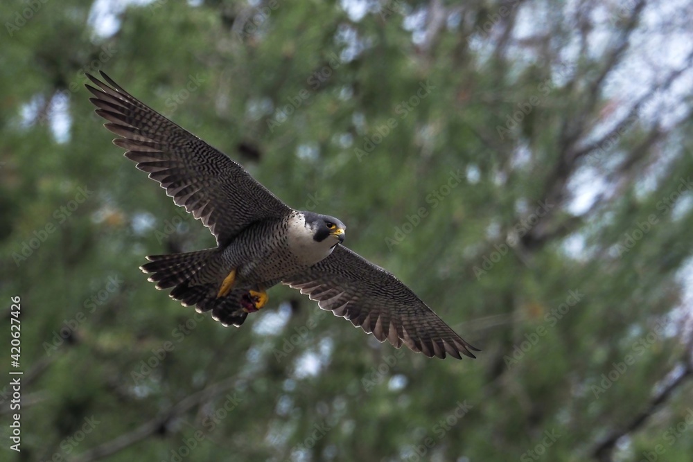 Naklejka premium グリーンバックに餌を持って悠然と飛ぶ繁殖期のハヤブサ成鳥 