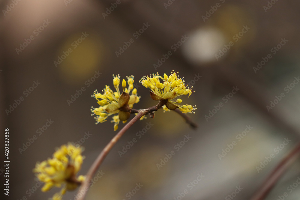 Cornelian Cherry tree flowers blooming in spring of March Cornelian Cherry tree flowers blooming in spring of March