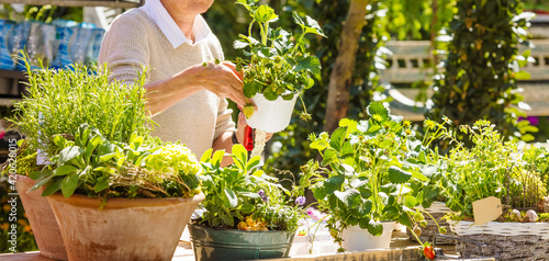Slika na platnu Female florist or gardener working in flower shop or nursery.